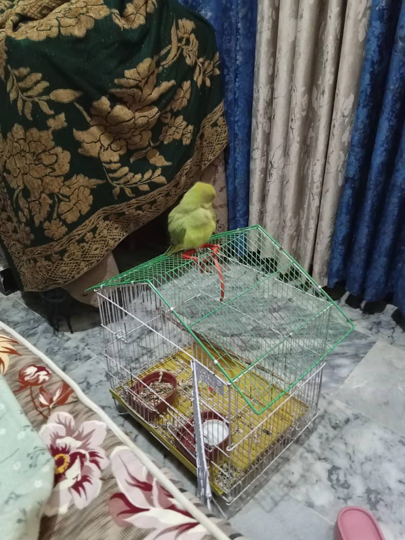 parrot 1