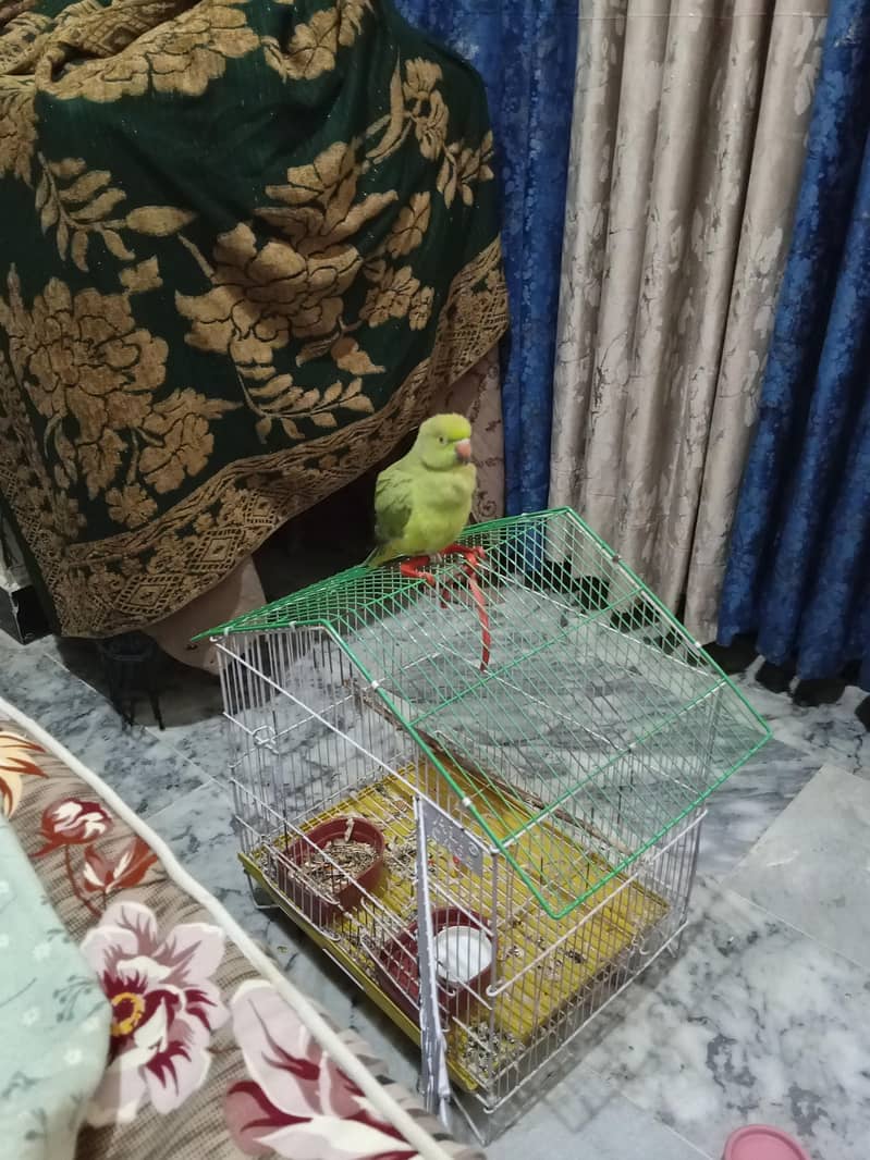 parrot 2