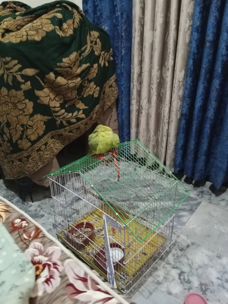 parrot 3