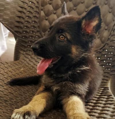 female German shephard
