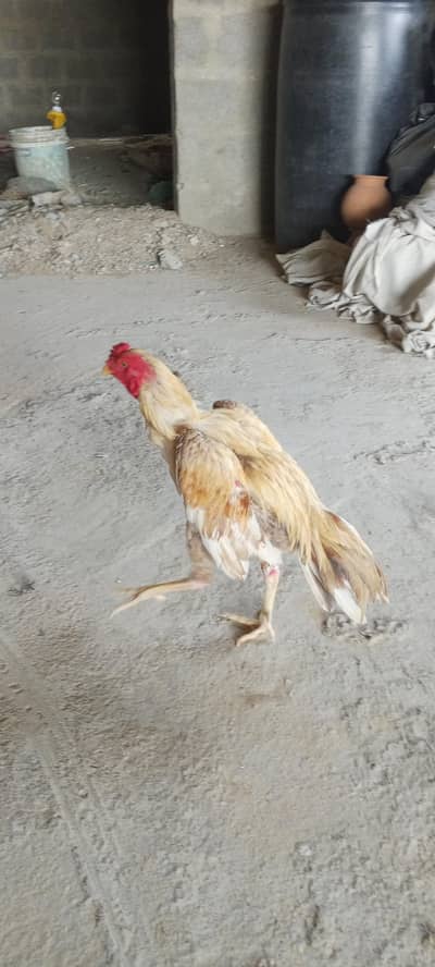 Aseel peela male for sale 03103759121 whatsapp number