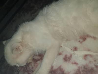 turkish cat 2 coated