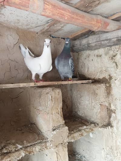 Kabooter pair for sale