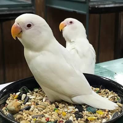 lovebirds pear