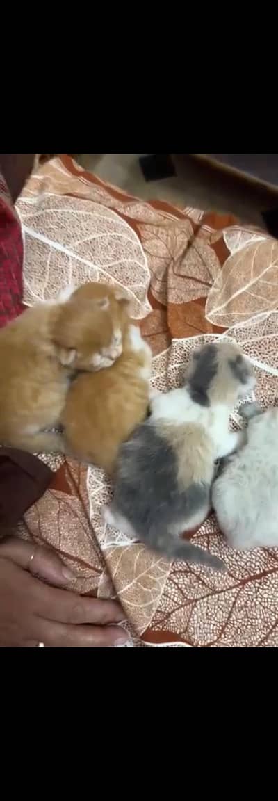Beautiful Russian Cat with her Adorable kittens