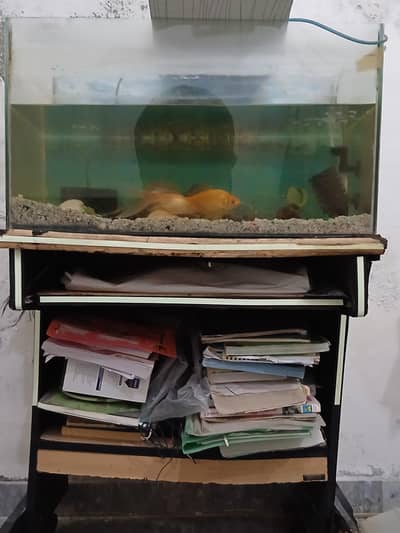 Big Fish Aquarium 27 by 15 with fish urgent sale