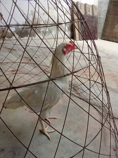 Aseel Heera pair for sale