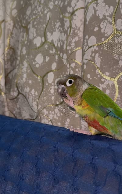 Hand tame Yellow sided conure