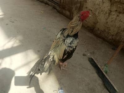 Aseel Murga