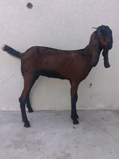 Nagri path for sale 2 dant
