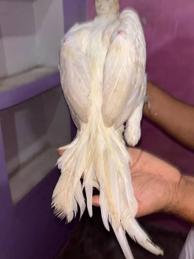 white Hera Aseel