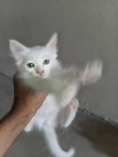 Mother cat with her (2 months old) 3 kittens for sale
