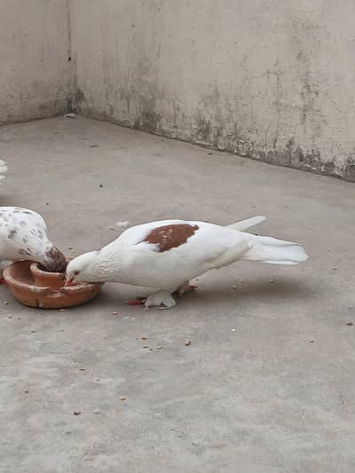 1 big breeder Male and 1 pair ready for pair