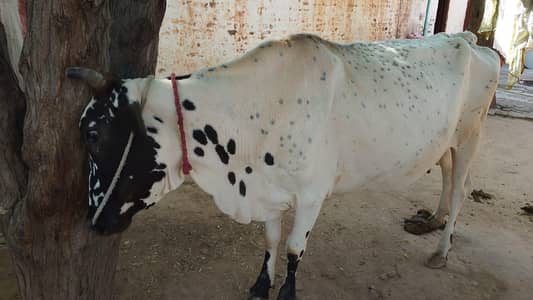cow for sale