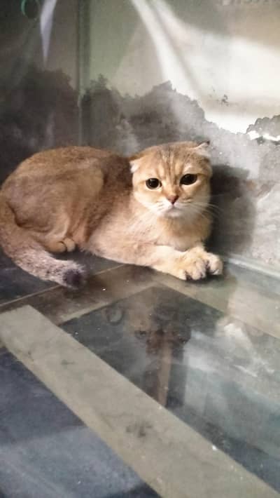 Scottish fold  female