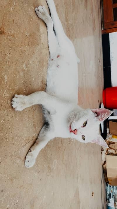 She is khao manee breed which is also called white gem