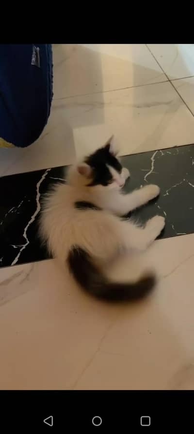 Beautiful Persian kitten Available for sale