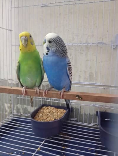 love bird