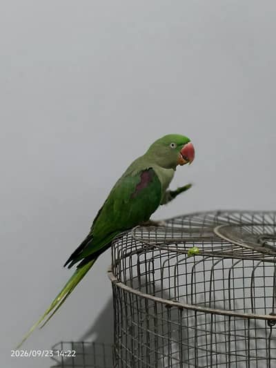 Raw/Alexander female parrot