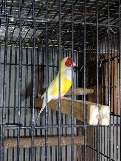 Gouldian Lutino Males