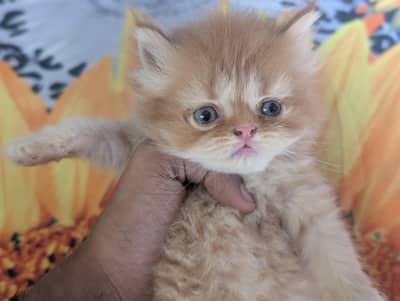Persian cat for sale. . .