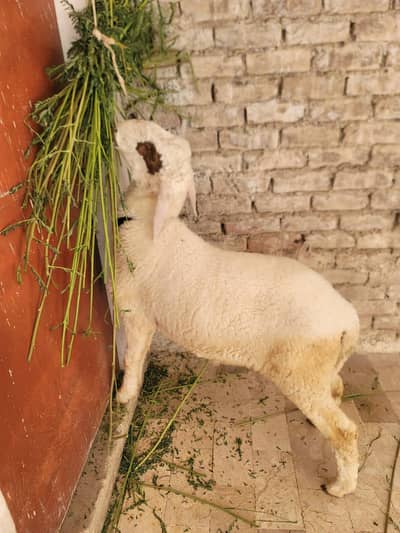dumba for sell heavy weight