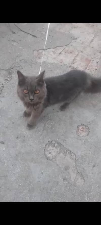 Grey Longhair