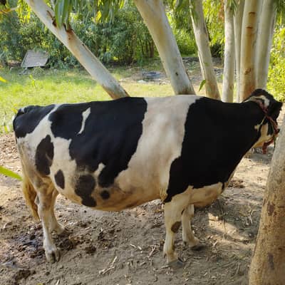 8 months pregnant Australian Friesian Cow - Black & White - Healthy