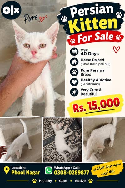 خوبصورت Persian Kitten برائے فروخت — عمر 40 دن، قیمت 15,000 روپے
