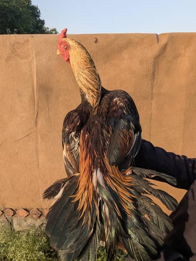 mianwali birds for sale