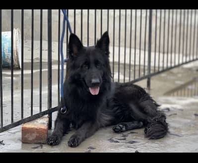 German shepherd female pedigree
