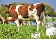 Fresh Milk Available on your door step