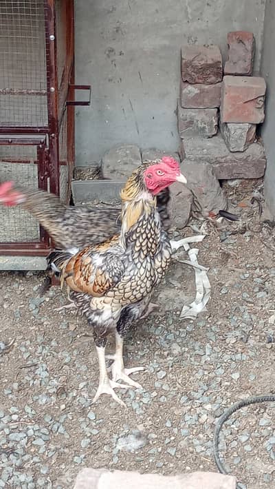 Pure seel , mian wali nsal, very healty,Seel murga,ghar ka desi murga
