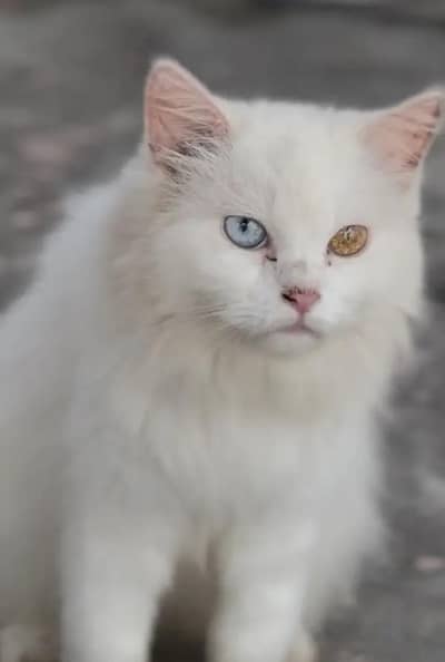 Healthy and active Female odd eyes for sale