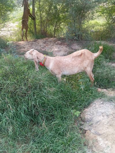 Dessi bakria for sale
