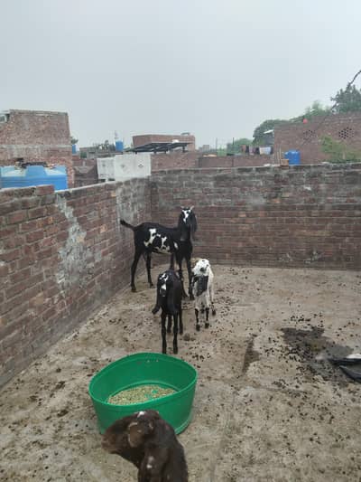 beetal bakri sath 2 male bakray 3 month age ha  bakri 6 dant ha