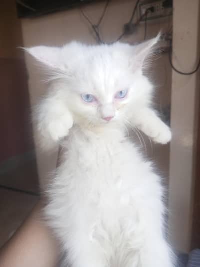 double Coat beautiful female Persian kitten for sale
