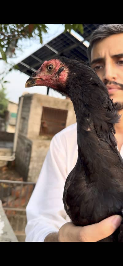 Veitnam + pakoya trate bacha for sale