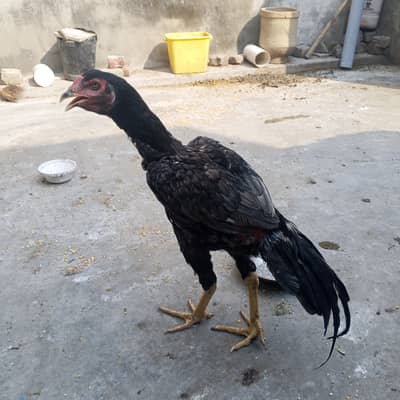 Cock for sale