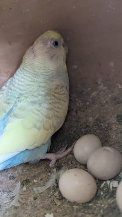 3 budgies breeder pair,1handtame pigeon,1 gulabi khara breeder pair