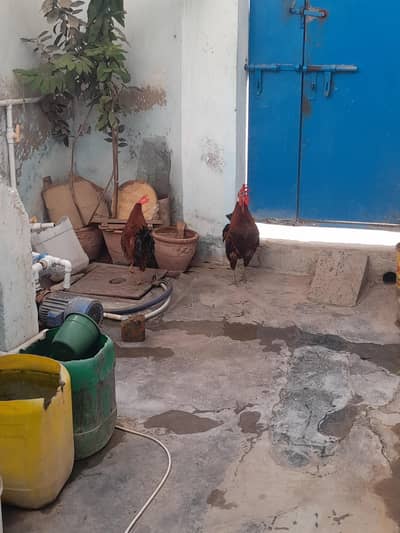 Bhtern chize ہے bhi 2 pair