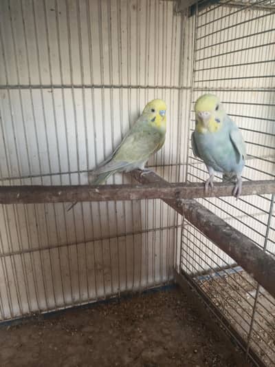rainbow budgie's pair
