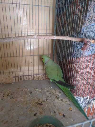 home brid bolne Wala he