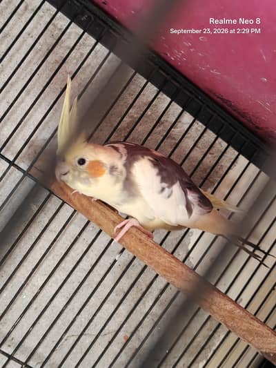 Exhibition breader Cockatiel pair for sale /0321/8081471