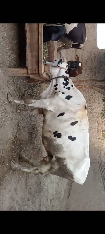 Bakarii cow for sale