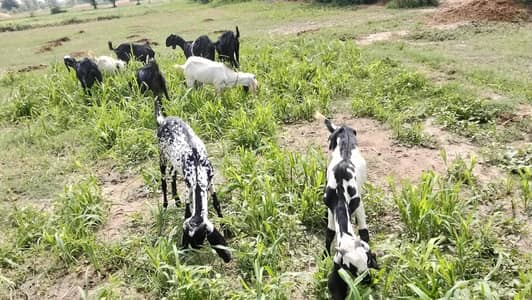 dasi bakra