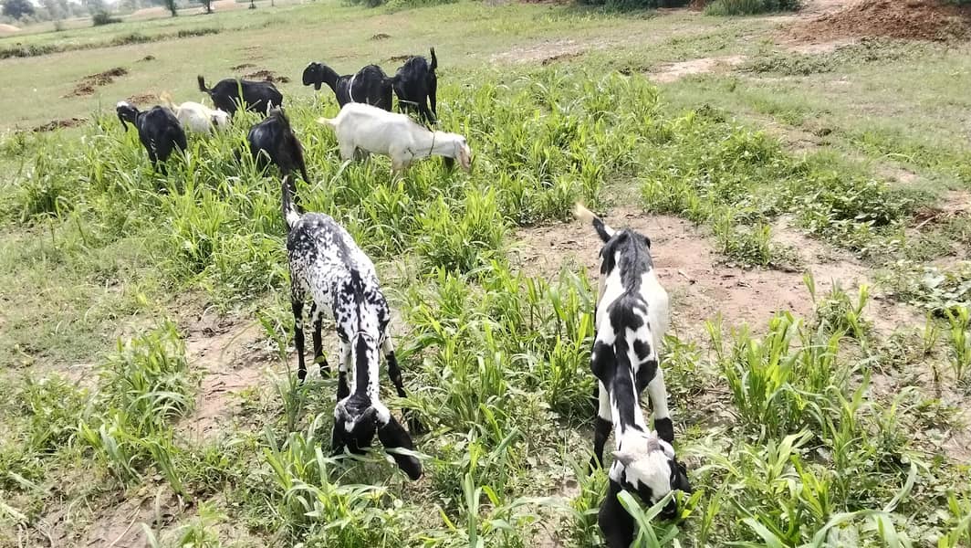 dasi bakra 0