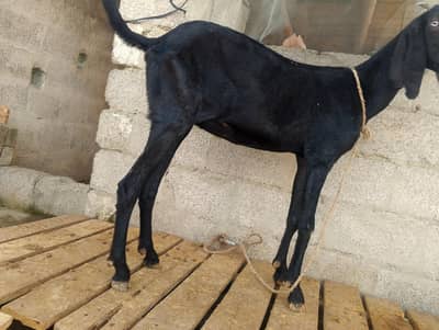 amertsiri betal bakri