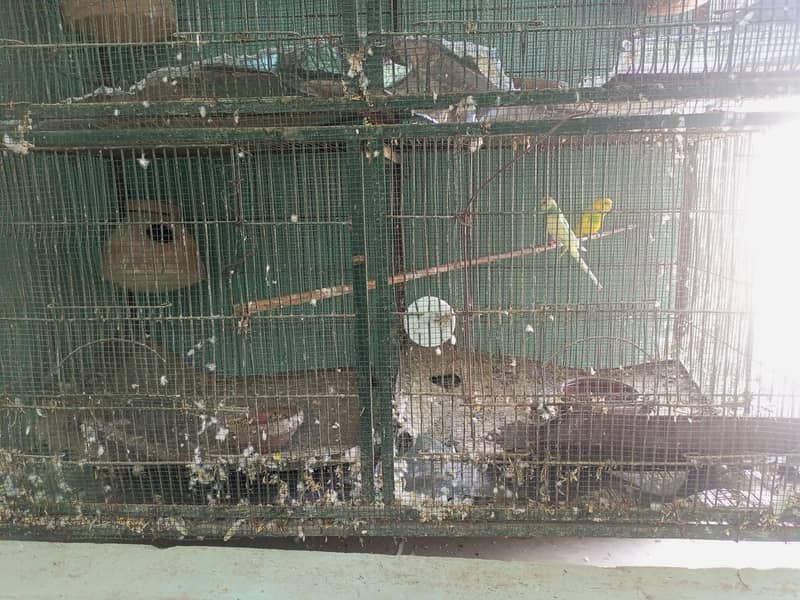 2 cage 3