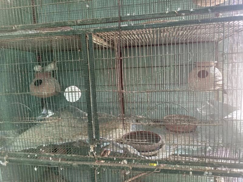 2 cage 4